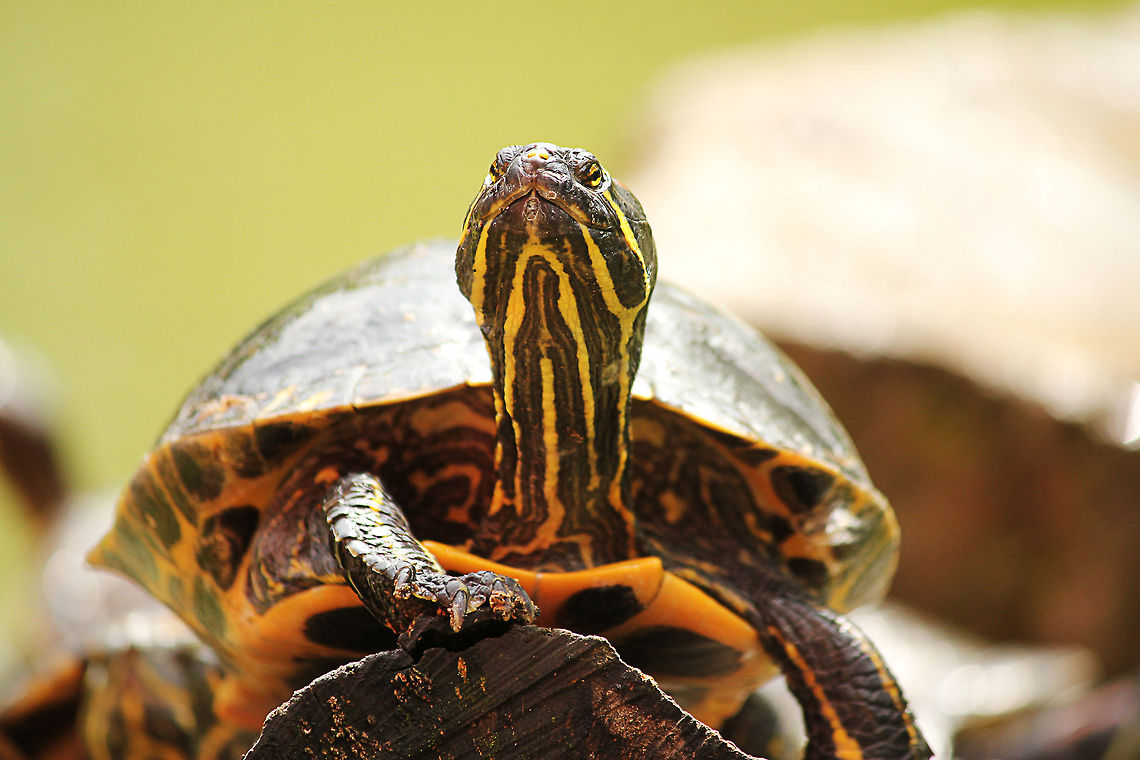 Red-eared slider  Geotagged,Mondo Verde,Red-eared slider,The Netherlands,Trachemys scripta elegans