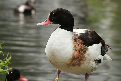 Common Shelduck  Common Shelduck,Geotagged,Mondo Verde,Tadorna tadorna,The Netherlands