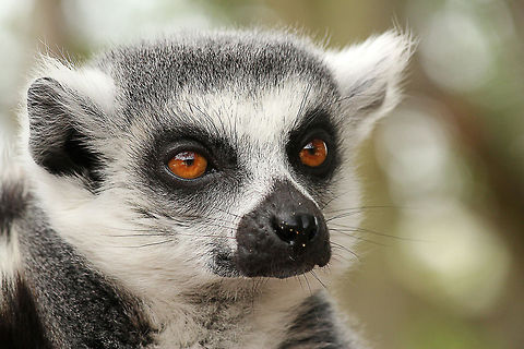 Ring-tailed lemur  Geotagged,Lemur catta,Mondo Verde,Ring-tailed lemur,The Netherlands