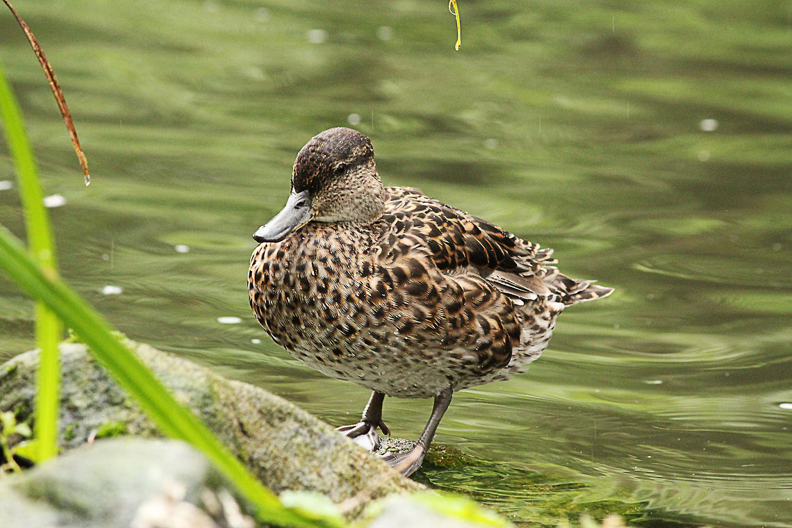 Wild Duck  Anas platyrhynchos,Geotagged,Mallard,Mondo Verde,The Netherlands