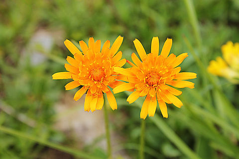 Crepis aurea "Der Gold-Pippau (Crepis aurea) ist eine Pflanzenart der Gattung Pippau (Crepis) in der Familie der Korbblütler (Asteraceae)."

No English wiki page. German wiki page: http://de.wikipedia.org/wiki/Crepis_aurea. In Dutch aka "Goudgeel streepzaad". Austria,Geotagged