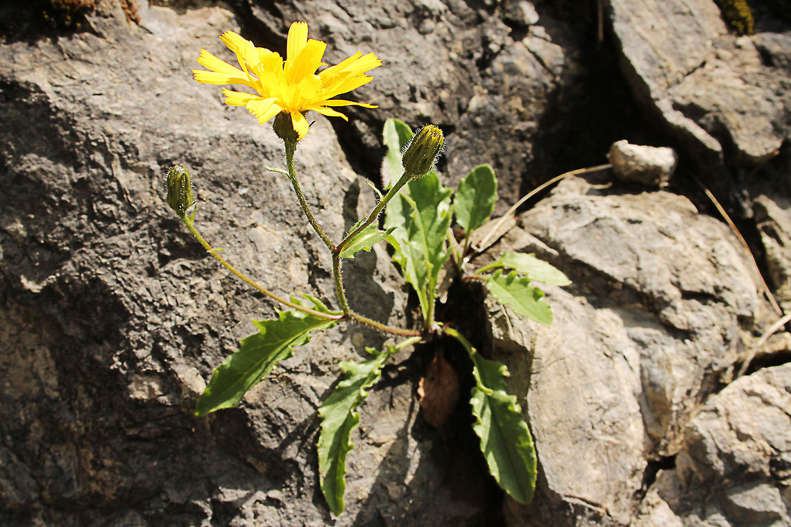 Niedriges Habichtskraut Hieracium humile Jacq. aka Niedriges Habichtskraut (in German). A specy of the genus  hawkweed (in Dutch: havikskruid).<br />
<br />
No wiki page found in English, Dutch and German. Austria,Geotagged
