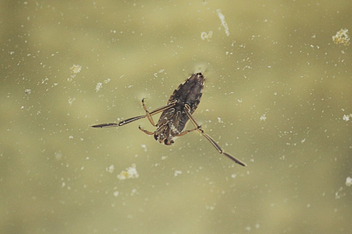 Backswimmer The Backswimmer is a true bug that can be seen swimming on its back in ponds and still water. It is a predator on other pond life and any insects that fall in the water. It has a paralyzing bite that can incapacitate their prey. They can cause a painful bite to people if handled. They swim about using two paddle-shaped legs for locomotion and using their forelegs to grasp prey. Austria,Geotagged,Notonecta glauca