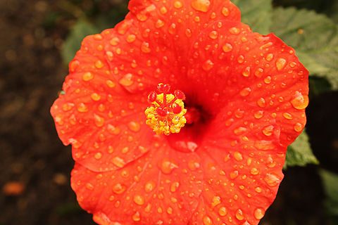 Hibiscus rosa-sinensis  Geotagged,Hibiscus rosa-sinensis,The Netherlands