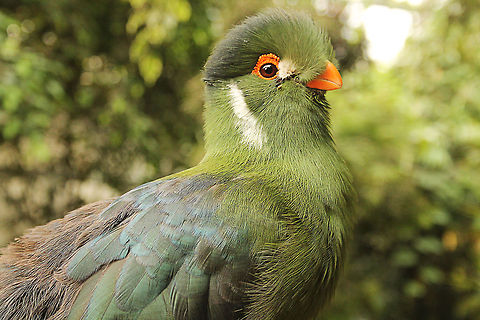 White-cheeked Turaco  Geotagged,Tauraco leucotis,The Netherlands,White-cheeked Turaco