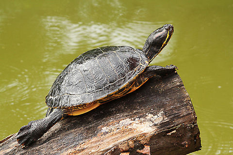 Red-eared slider  Geotagged,Red-eared slider,The Netherlands,Trachemys scripta elegans