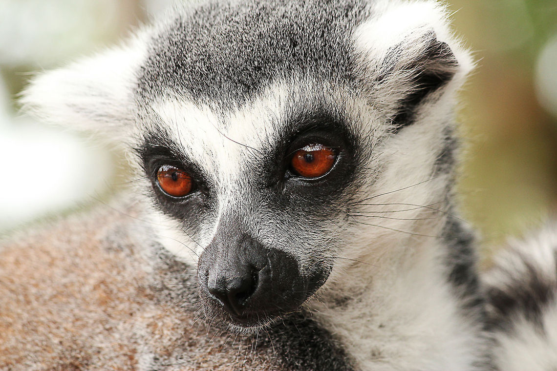 Hi Ferdy  Geotagged,Lemur catta,Ring-tailed lemur,The Netherlands