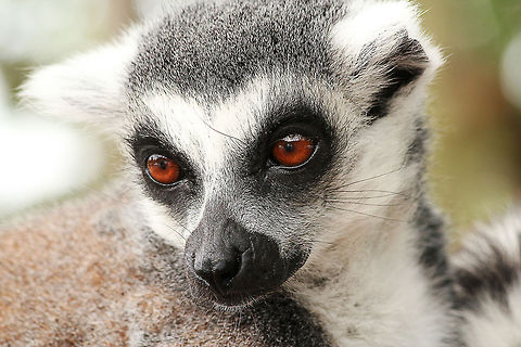 Hi Ferdy  Geotagged,Lemur catta,Ring-tailed lemur,The Netherlands