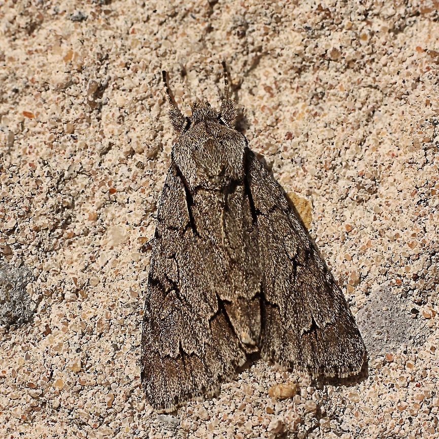 Sycamore In Dutch known as &quot;bont schaapje&quot;. Acronicta aceris,Geotagged,The Netherlands,The Sycamore