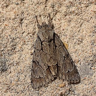Sycamore In Dutch known as "bont schaapje". Acronicta aceris,Geotagged,The Netherlands,The Sycamore
