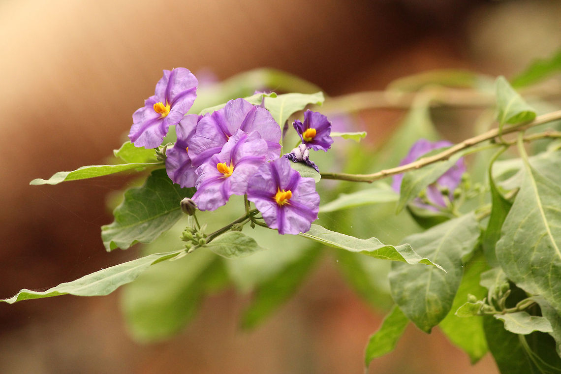 Blue Potato Bush  Geotagged,Lycianthes rantonnetii,Mondo Verde,The Netherlands