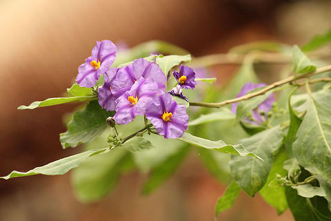 Blue Potato Bush  Geotagged,Lycianthes rantonnetii,Mondo Verde,The Netherlands