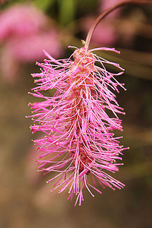 Japanese Burnet Japanese Burnet (Sanguisorba obtusa), in Dutch "Pimpernel". No wiki page available.

Soft pink flowers, which open from the top of the nodding spike downwards, provide a delightful accompaniment to the grey-green foliage. This popular and showy species looks wonderful when allowed to naturalise in large swathes in meadows or prairie-style planting schemes. Geotagged,Japanese Burnet,Mondo Verde,Sanguisorba obtusa,The Netherlands