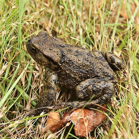 Common toad  Bufo bufo,Common toad,De Groote Peel National Park,Geotagged,The Netherlands