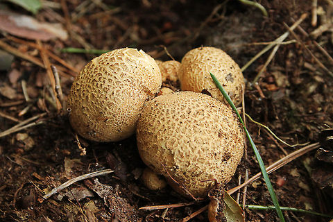 Common earthball  De Groote Peel National Park,Geotagged,Scleroderma citrinum,The Netherlands