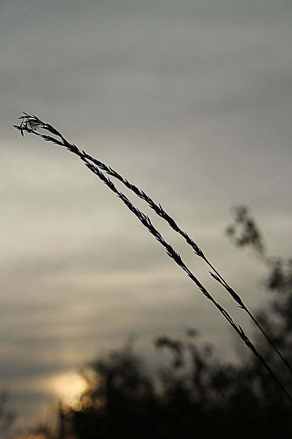 Purple moor grass at sunset  De Groote Peel National Park,Geotagged,Molinia caerulea,The Netherlands