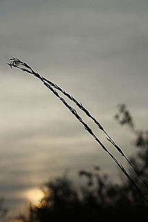 Purple moor grass at sunset  De Groote Peel National Park,Geotagged,Molinia caerulea,The Netherlands