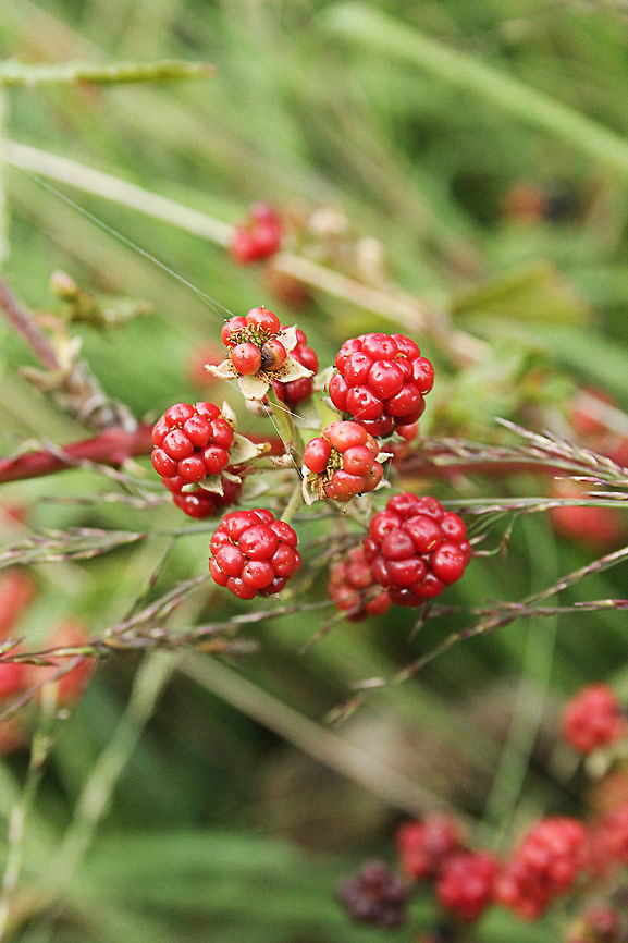 Unripe blackberries  Blackberry,De Groote Peel National Park,Geotagged,Rubus fruticosus,The Netherlands