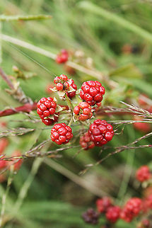 Unripe blackberries  Blackberry,De Groote Peel National Park,Geotagged,Rubus fruticosus,The Netherlands