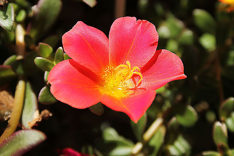 Portulaca mono No wiki page for this specie. Only for the genus, http://en.wikipedia.org/wiki/Portulaca. Geotagged,The Netherlands