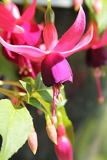 Fuchsia  Geotagged,The Netherlands