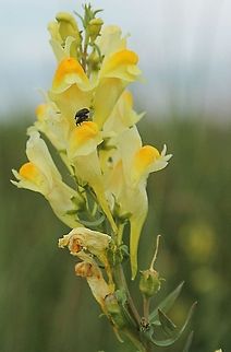 Caught in the act on a Yellow Toadflax First I thought there was only one beatle on this flower, but during the shoot I saw there were two. De Groote Peel National Park,Geotagged,Linaria vulgaris,The Netherlands