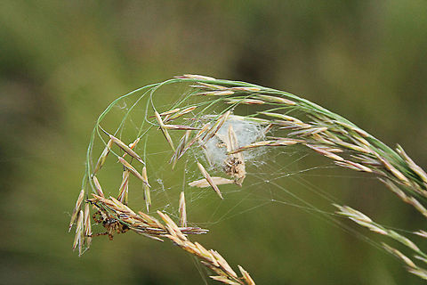 Spider's web  Bromus inermis,De Groote Peel National Park,Geotagged,The Netherlands