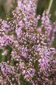 Flowering Common Heather  Calluna vulgaris,De Groote Peel National Park,Geotagged,The Netherlands,calluna