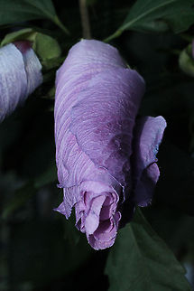 Goodnight This flower has closed her leaves for the night. Geotagged,Hibiscus syriacus,Rose of Sharon,The Netherlands