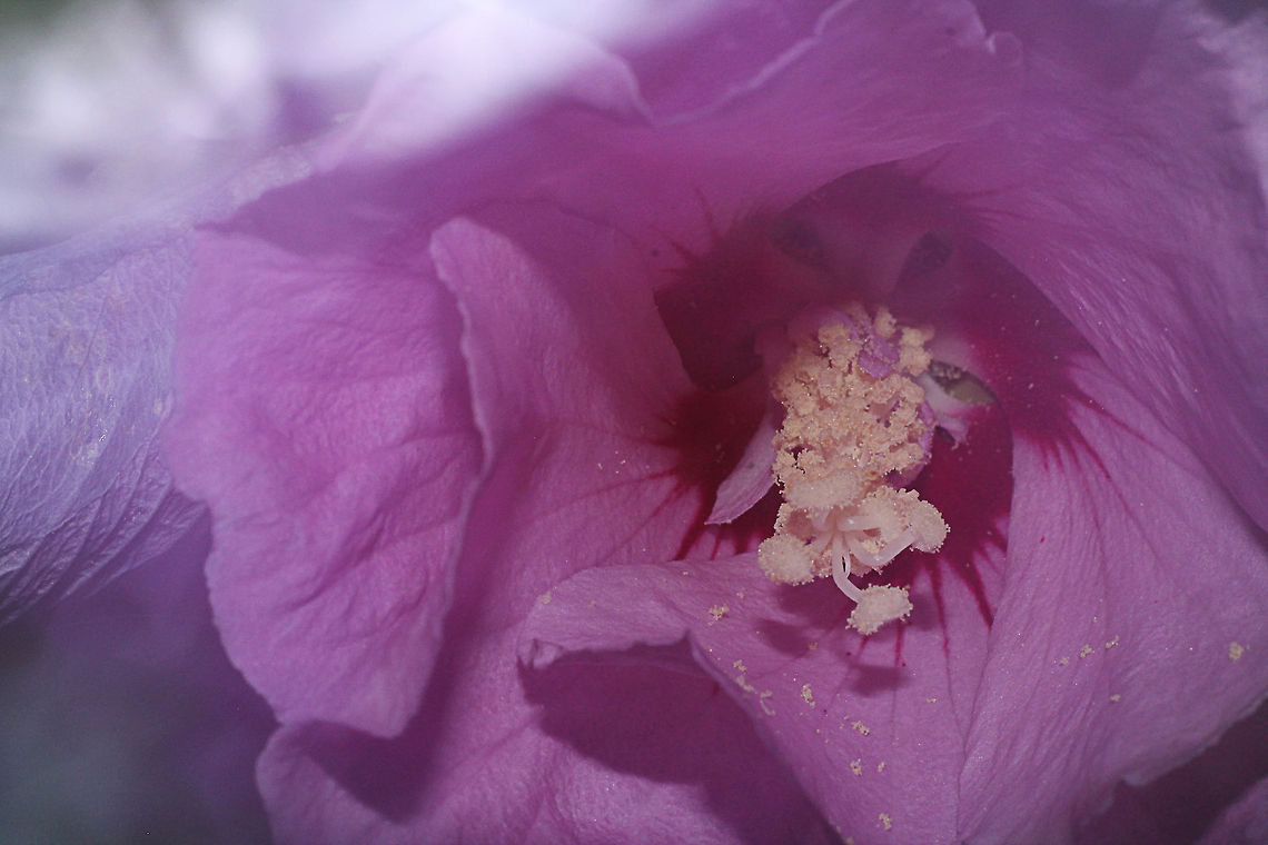 Purple For this picture I used an exposure time of 2.5 seconds. To make the total picture a little purple, I moved the camera in a circle around the flower after the flash light had fired. I like the effect it has given. Geotagged,Hibiscus syriacus,Rose of Sharon,The Netherlands
