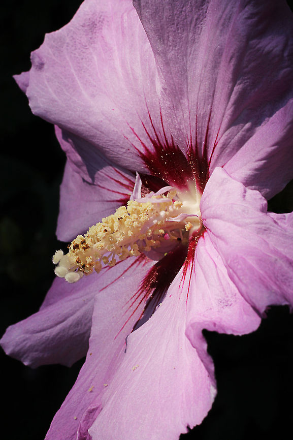Good Morning This is the last photo of a trilogy of the Hibiscus syriacus. Geotagged,Hibiscus syriacus,Rose of Sharon,The Netherlands