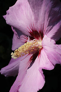 Good Morning This is the last photo of a trilogy of the Hibiscus syriacus. Geotagged,Hibiscus syriacus,Rose of Sharon,The Netherlands