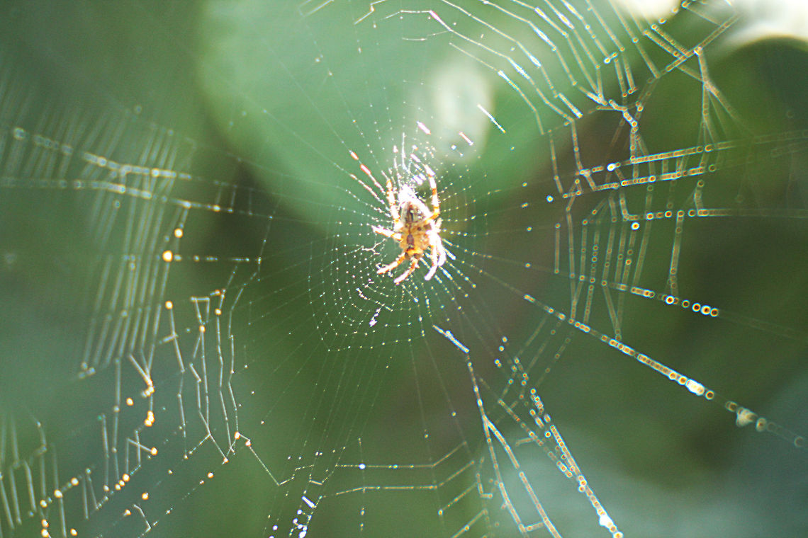 Enjoying the Sun Exif is not correct. 500 mm objective and diafragma f/6.3. Photo shot with our new lens; Samyang 500 mm f/6.3 mirror lens. Manual focus. 500mm,Araneus diadematus,Geotagged,The Netherlands,mirror,samyang
