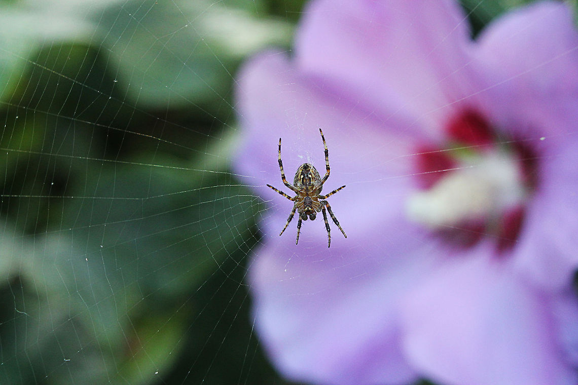 Same spider; different perspective and photographer  Araneus diadematus,Geotagged,The Netherlands
