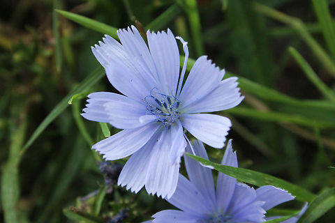 Common Chicory  Cichorium intybus,Common Chicory,Geotagged,The Netherlands