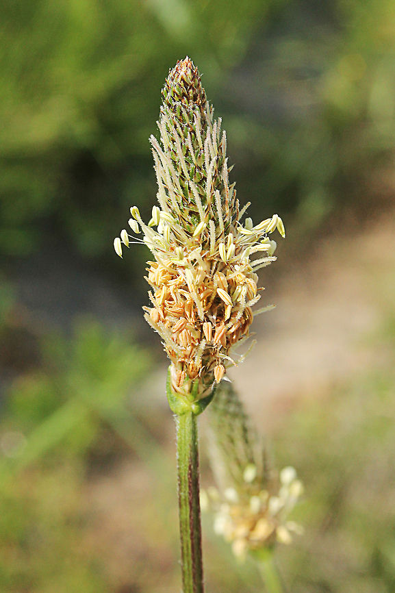 Narrowleaf Plantain  Geotagged,Plantago lanceolata,Ribwort Plantain,The Netherlands
