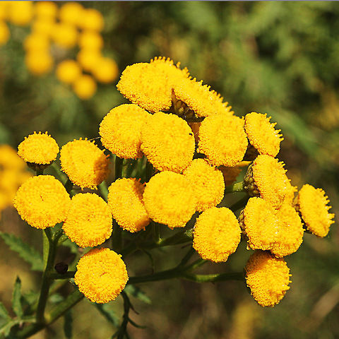 Tansy  Geotagged,Tanacetum vulgare,Tansy,The Netherlands