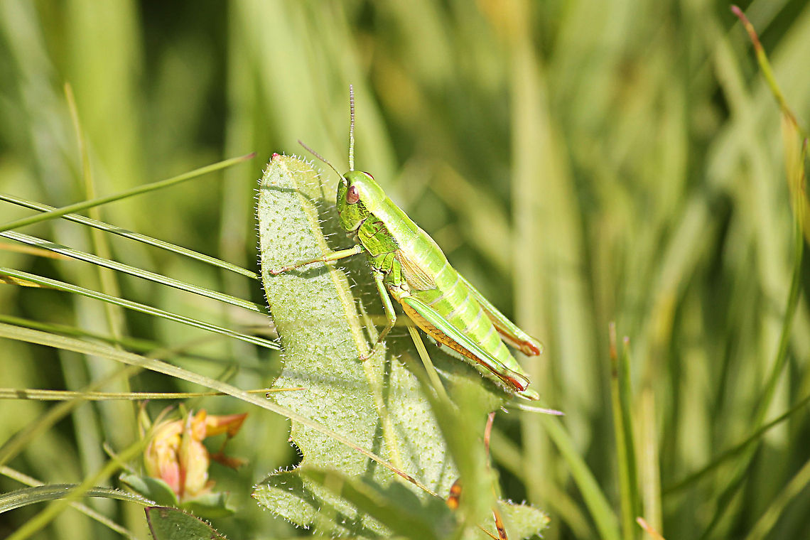 Meadow Grasshopper  Austria,Chorthippus parallelus,Geotagged