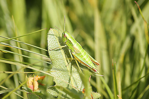 Meadow Grasshopper  Austria,Chorthippus parallelus,Geotagged