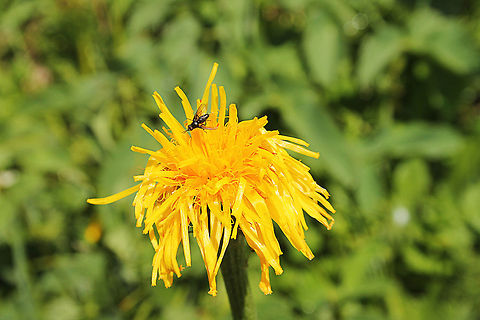 Catsear  Austria,Catsear,Geotagged,Hypochaeris radicata