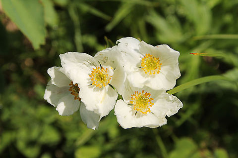 Anemone narcissiflora  Anemone narcissiflora,Austria,Geotagged,anemone narcissiflora