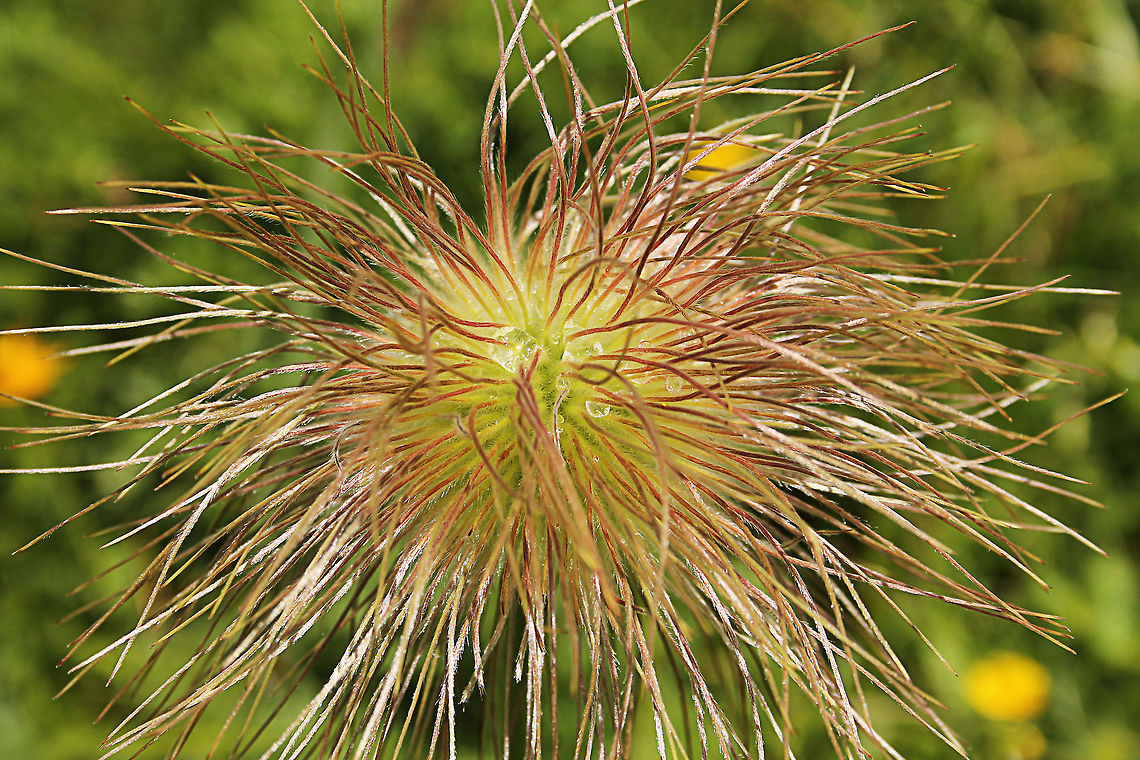 Alpen anemone / Ranuncuclaceae  Austria,Geotagged,Pulsatilla alpina,pulsatilla