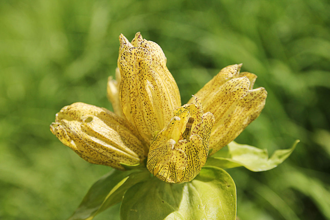 Spotted Gentian Gentiana punctata (&#039;Spotted Gentian&#039;)<br />
<br />
No wiki page available. See: <a href="http://en.wikipedia.org/wiki/Gentiana" rel="nofollow">http://en.wikipedia.org/wiki/Gentiana</a> Austria,Gentiana punctata,Geotagged