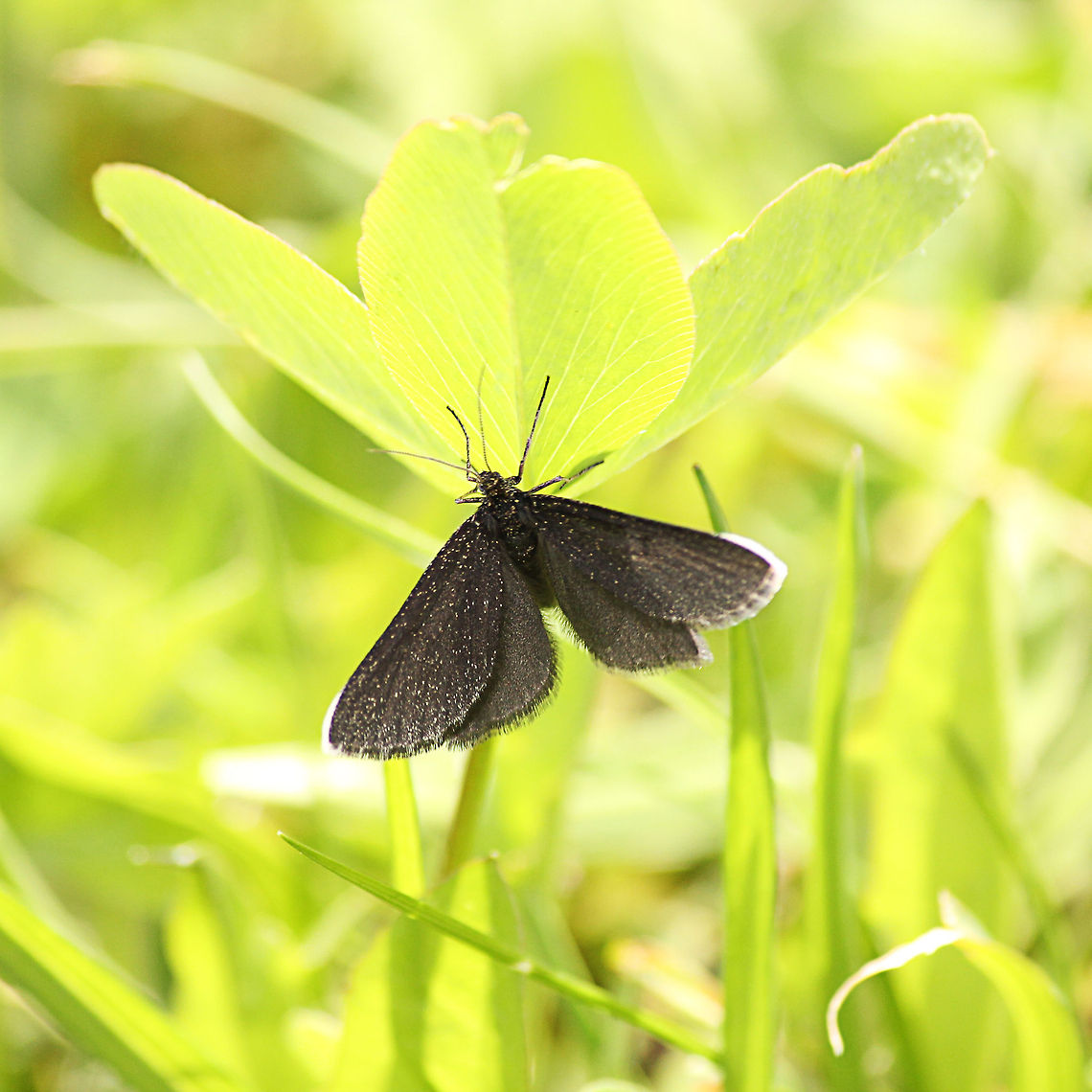 Chimney Sweeper Sunny darkness.<br />
<br />
In Dutch: rouwspanner Austria,Chimney Sweeper,Geotagged,Odezia atrata