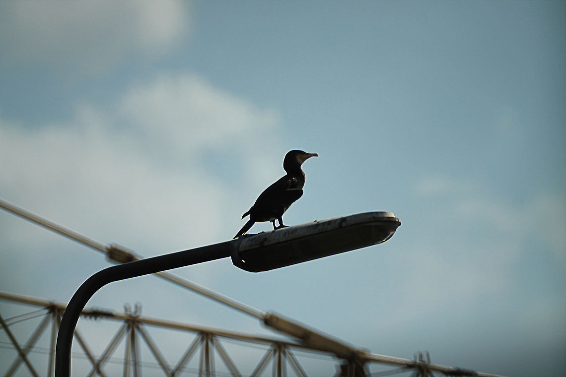 Great Cormorant After work, I&rsquo;ve taken this picture of the great cormorant using the Samyang 500 mm mirror lens. The distance to the bird was approximately 200 meters. The darker edges on the left and right are the leaves of the bushes and trees in our garden. Geotagged,Great Cormorant,Phalacrocorax carbo,The Netherlands