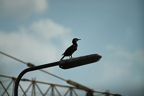 Great Cormorant After work, I&rsquo;ve taken this picture of the great cormorant using the Samyang 500 mm mirror lens. The distance to the bird was approximately 200 meters. The darker edges on the left and right are the leaves of the bushes and trees in our garden. Geotagged,Great Cormorant,Phalacrocorax carbo,The Netherlands