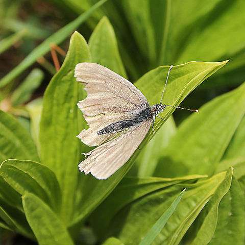 Green Hairstreak  Austria,Callophrys rubi,Geotagged,Green Hairstreak