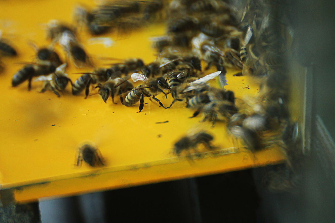 Bees everywhere The Carniolan honey bee (Apis mellifera carnica Pollman; Carnica T.H.) Apis mellifera carnica,Carniolan bee,Geotagged,The Netherlands