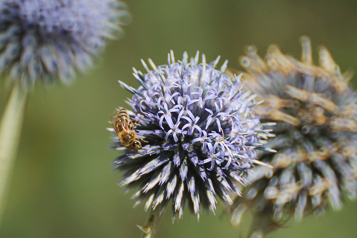 Yum yum nice flower  Echinops bannaticus,Geotagged,Great globe thistle,The Netherlands