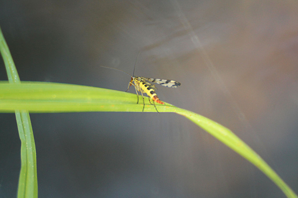 Scorpion fly  Geotagged,Panorpa communis,The Netherlands